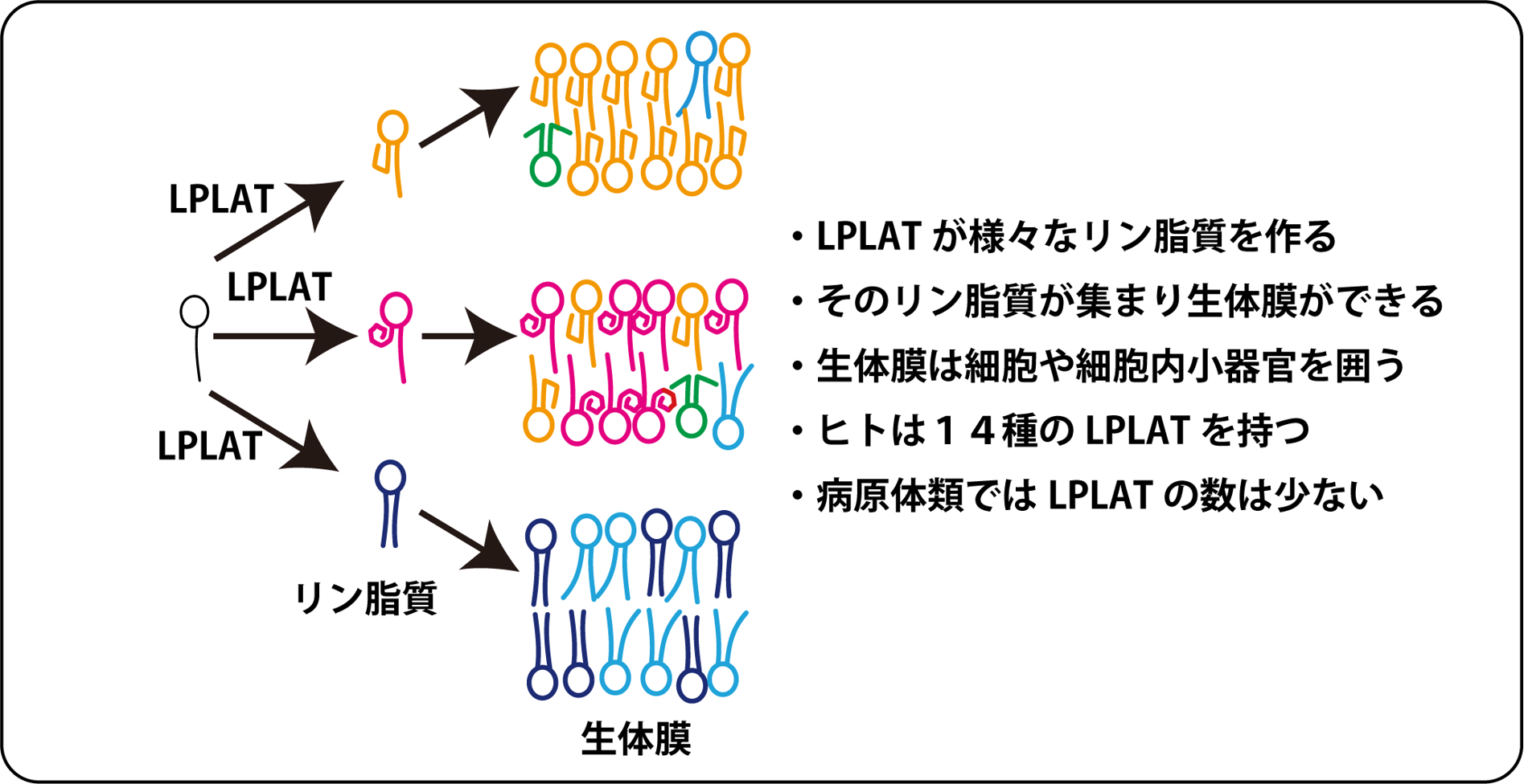 病原体生体膜リン脂質合成酵素(LPLAT)群の発見 ~新たな創薬ターゲット~.png