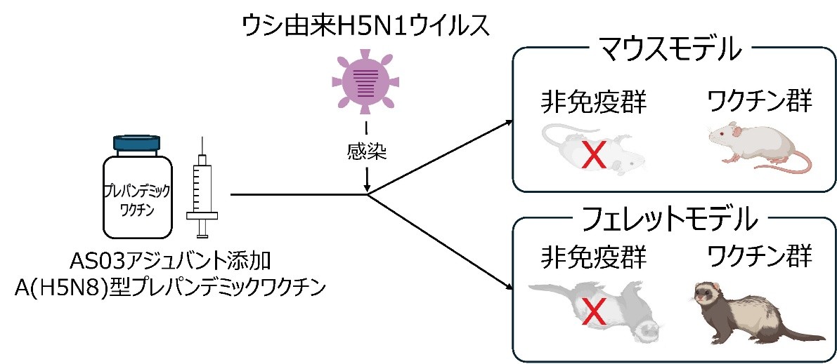 A(H5N8)型プレパンデミックワクチンは、ウシ由来A(H5N1)インフルエンザウイルスに対して高い感染防御効果を示す