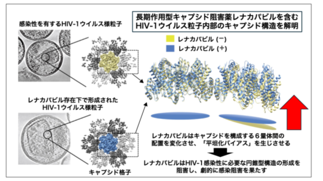HIV-1治療・予防薬レナカパビルの新たな作用機序を解明
