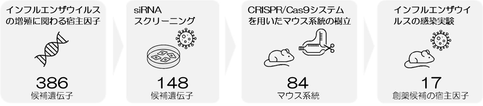インフルエンザ感染に関わる宿主因子を同定